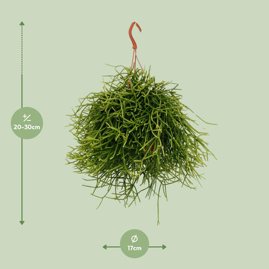 Rhipsalis Heteroclada - Ø17cm - ↕25cm