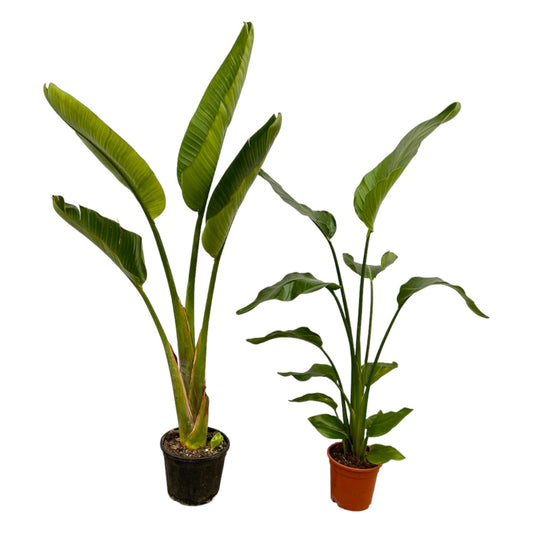 Strelitzien Duo 100 cm – Weiße Paradiesvogelblume & Strelitzie