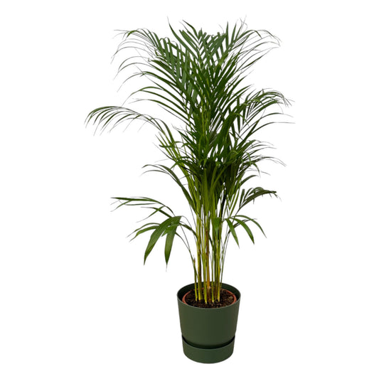 Areca Palme 110 cm – Elegante Goldfruchtpalme im Topf
