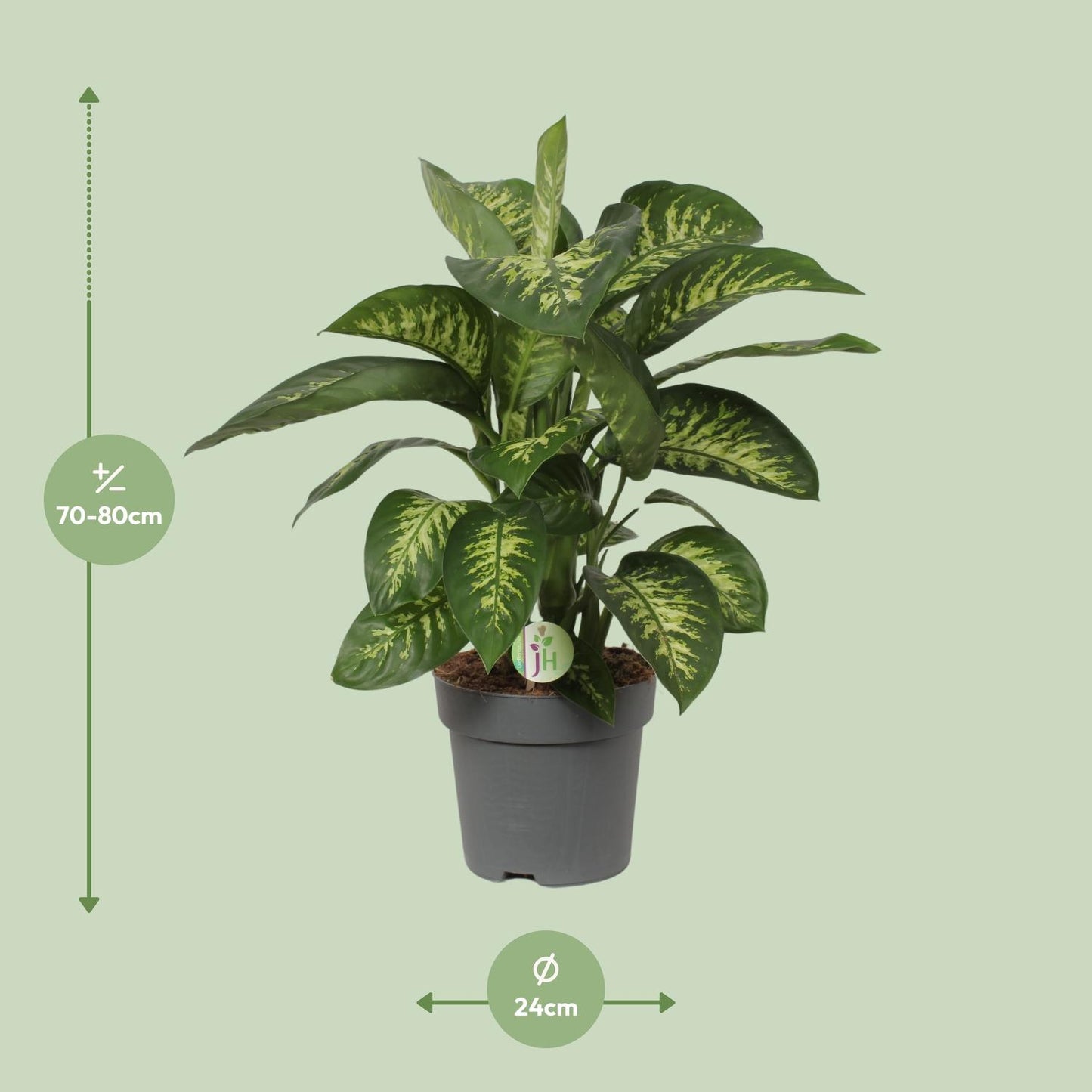 Dieffenbachia Reeva - Ø24cm - ↕75cm