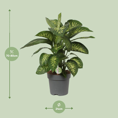 Dieffenbachia Reeva - Ø24cm - ↕75cm