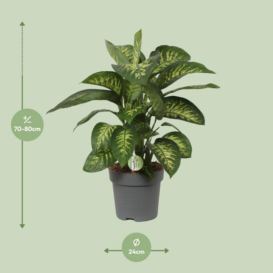 Dieffenbachia Reeva - Ø24cm - ↕75cm