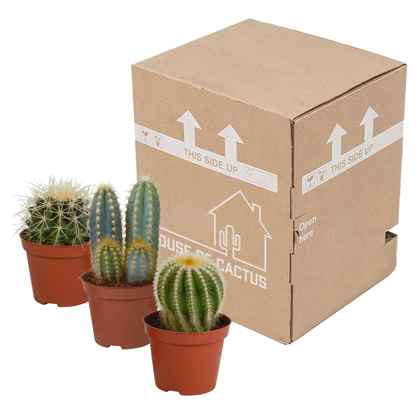 Kakteen-Mischung 3er Set im 8,5 cm Topf