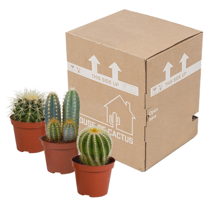 Kakteen-Mischung 3er Set im 8,5 cm Topf