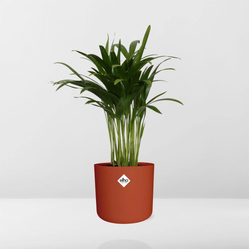 Areca Palm in ELHO b.for soft rond 14cm brique