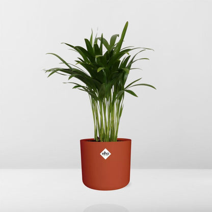 Areca Palm in ELHO b.for soft rond 14cm brique