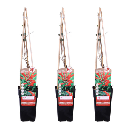 3x - Lonicera brownii 'Dropmore Scarlet' - ↨65cm - Ø15