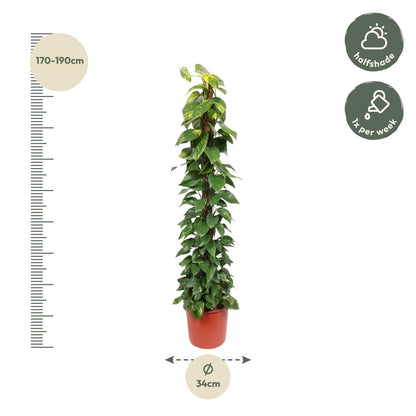 Efeutute 'Golden Pothos' – 180 cm am Moosstab
