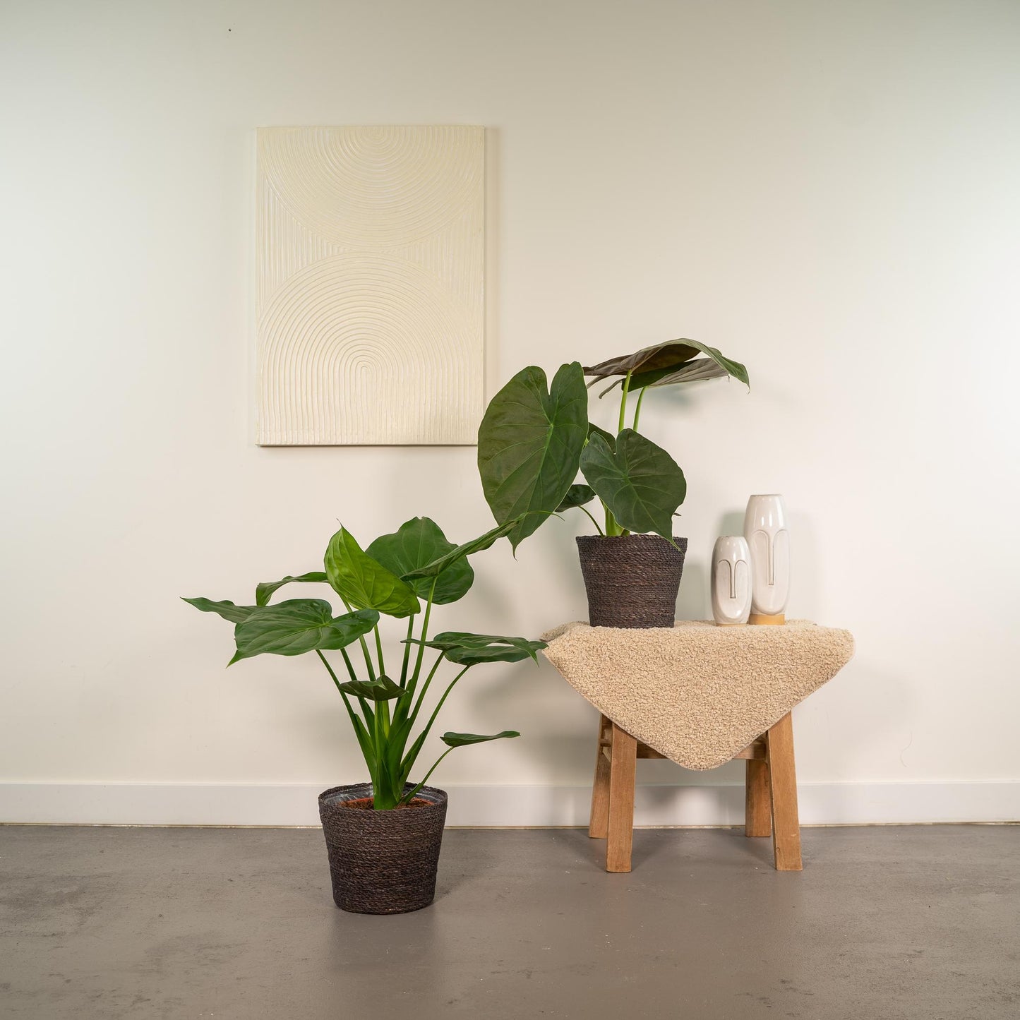 Alocasia Cucullata - Ø19cm - ↕60cm + Alocasia Wentii - Ø19cm - ↕60cm + Korb Igmar