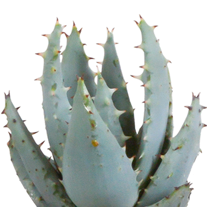 Cactus en vetplanten Mischung 5,5 cm | 15 stück - in witte pot