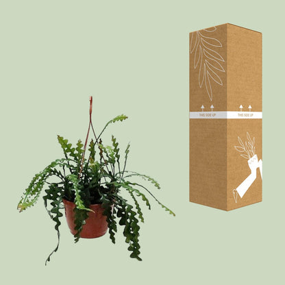 Epiphyllum Anguleiger - Ø20cm - ↕60cm