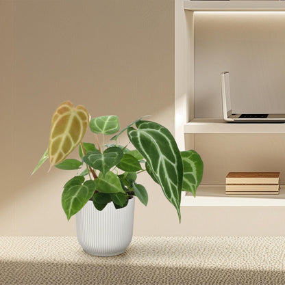 Kristall-Anthurie (Anthurium crystallinum) – Exotische Zimmerpflanze 35 cm