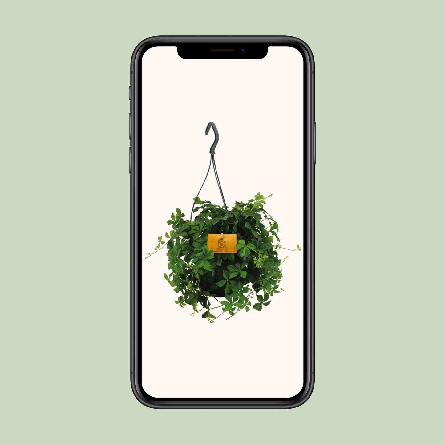 Parthenocissus Striatha Hängen - Ø15cm - ↕15cm