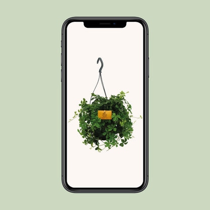 Parthenocissus Striatha Hängen - Ø15cm - ↕15cm