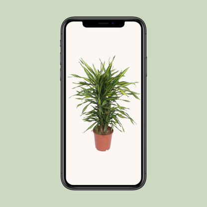 Dracaena Fragrans Riki - Ø24cm - ↕90cm