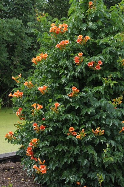 Campsis Indian Summer - Trompetenblume Orange - Ø15cm - ↕65cm - Ø15 - ↨65cm