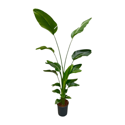 Weiße Paradiesvogelblume 170 cm – Exotische Zimmerpflanze