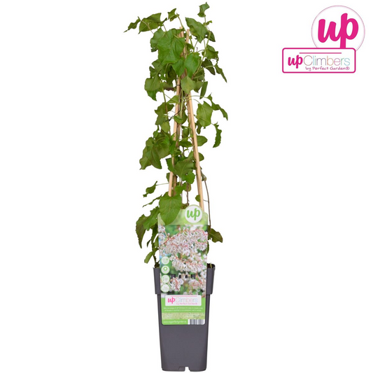 Fallopia baldschuanica - Brautschleier - Ø15cm - ↕65cm