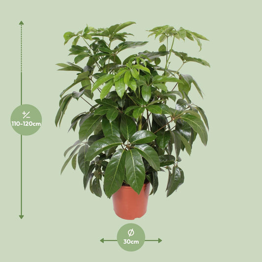 Schefflera Actinophylla Amate - Ø30cm - ↕120cm