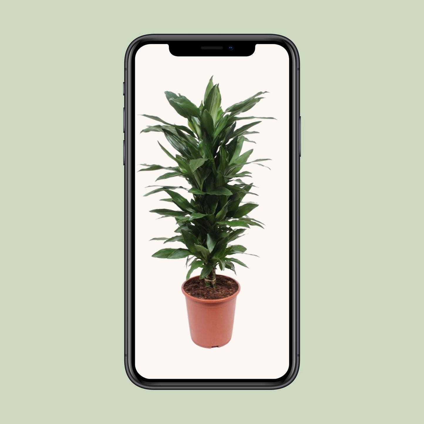 Dracaena Janet Lind - Ø27cm - ↕110cm
