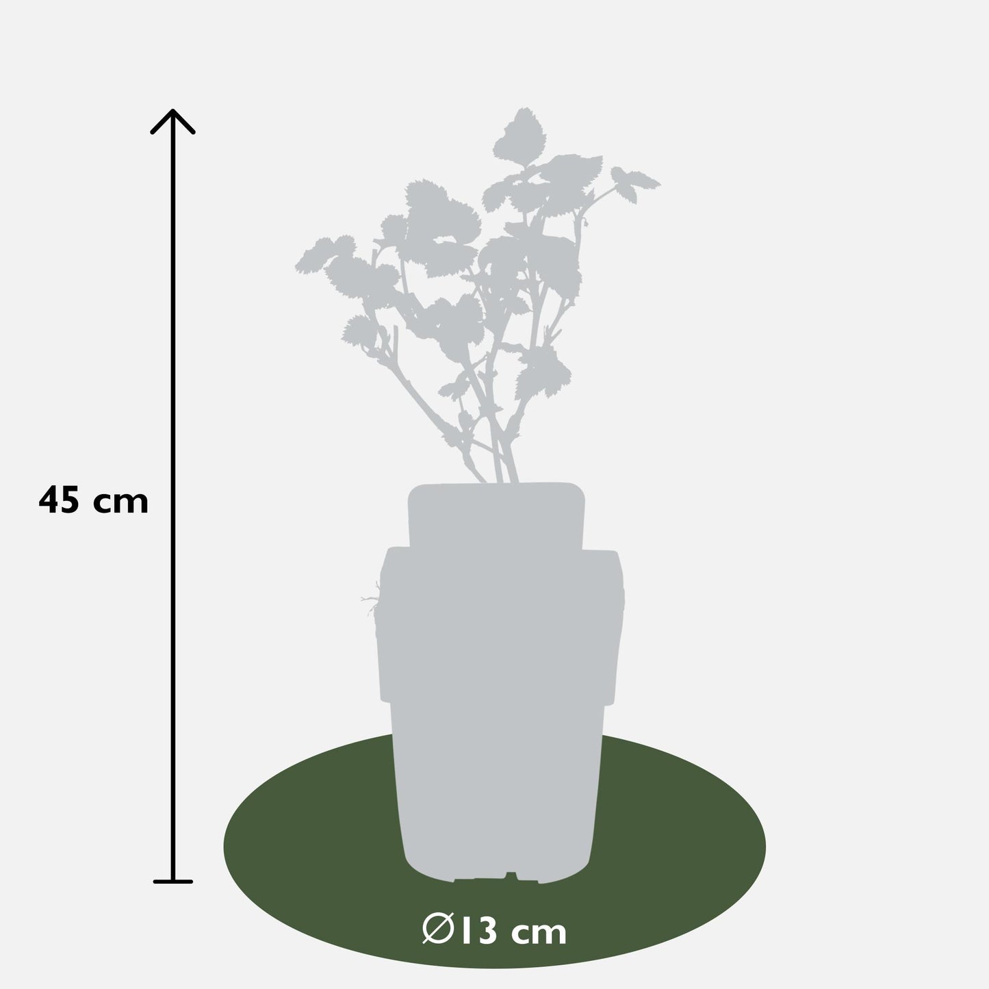 Rubus fruticosus 'Black Satin' - Dornenlose Brombeere - Ø13cm - ↕45cm