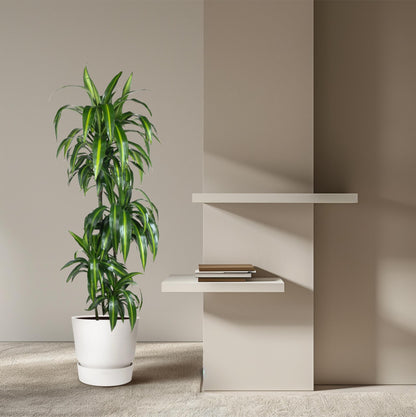 Drachenbaum Hawaiiana – Exotische, pflegeleichte Zimmerpflanze 180 cm