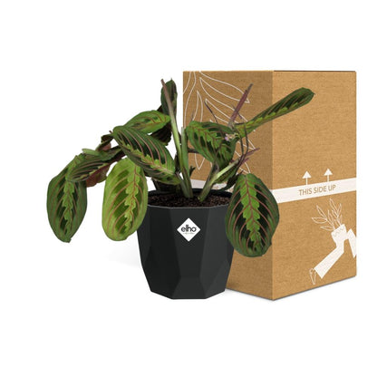 Maranta Leuconeura ‘Fascinator’ Tricolor in 14cm b.for rock living black