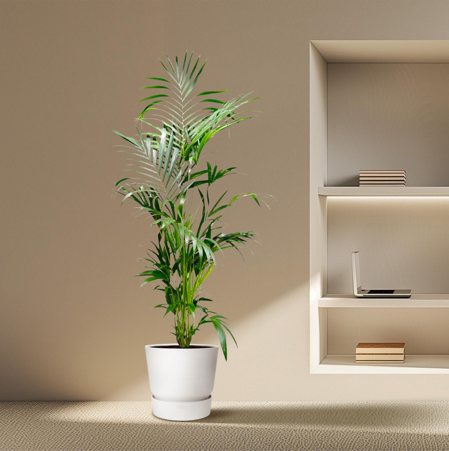Kentia Palme 200 cm – Elegante, pflegeleichte Zimmerpflanze