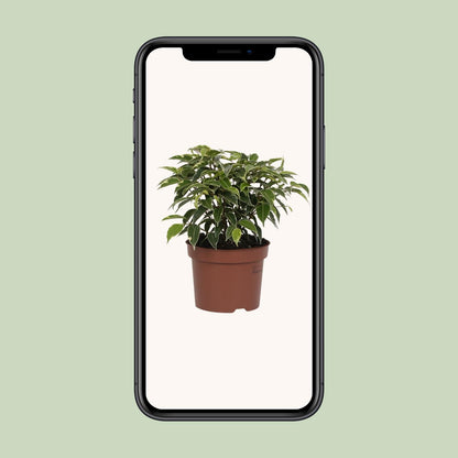 Ficus Benjamina Kinky - Ø12cm - ↕20cm