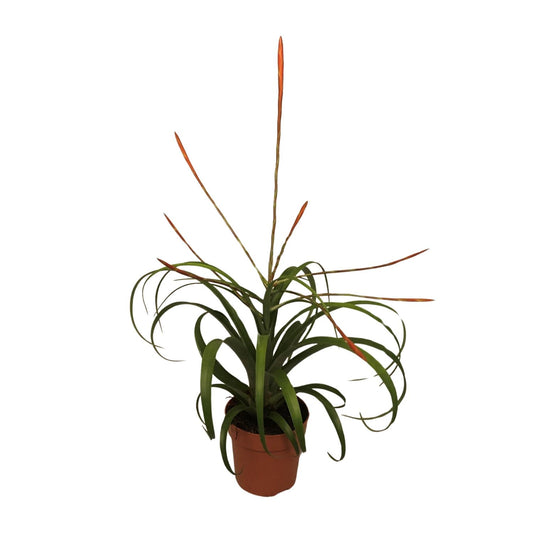 Tillandsia Flabelatta - Ø12cm - ↕40cm