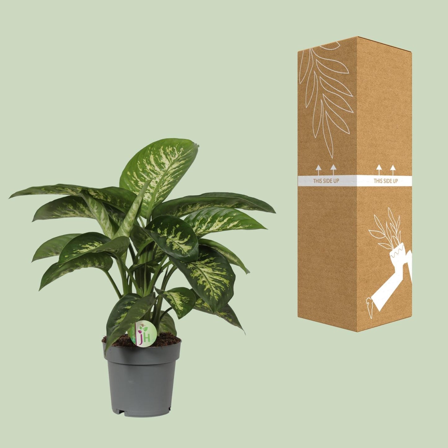 Dieffenbachia Mars - Ø19cm - ↕60cm