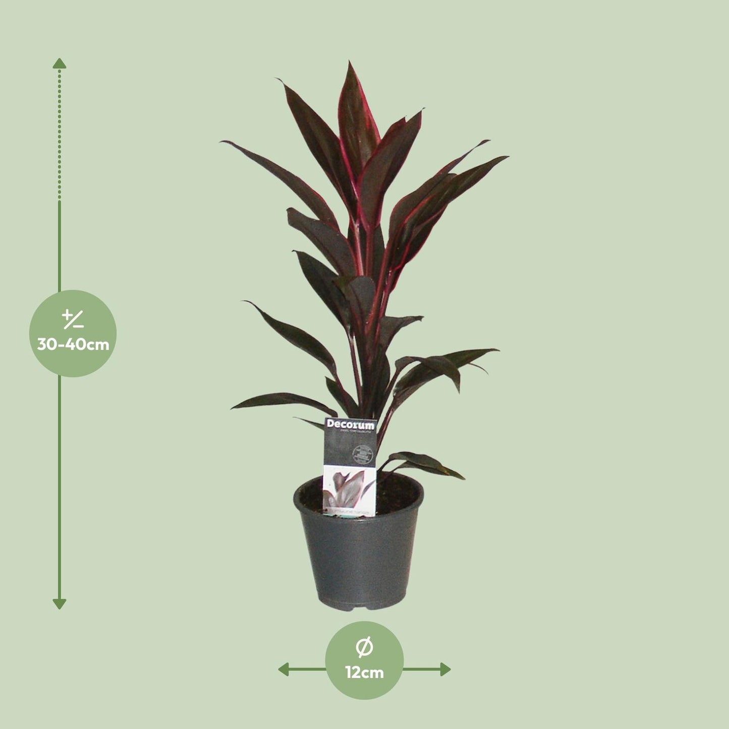 Cordyline Tango - Ø12cm - ↕40cm