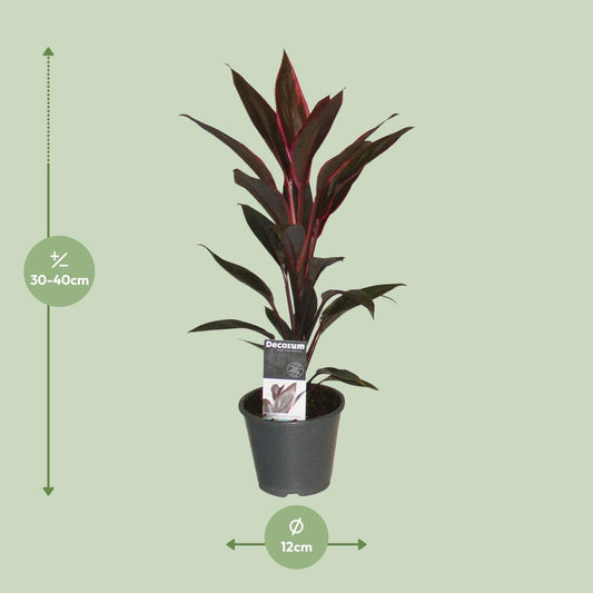 Cordyline Tango - Ø12cm - ↕40cm