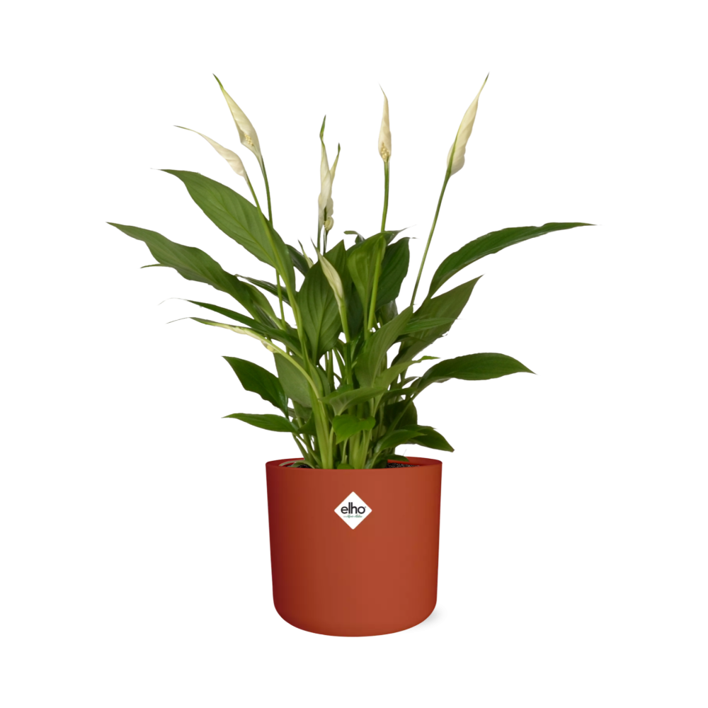 Spathiphyllum 12 Cm Torelli Zonder Hoes in ELHO b.for soft rond 14cm brique