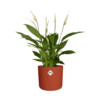Spathiphyllum 12 Cm Torelli Zonder Hoes in ELHO b.for soft rond 14cm brique