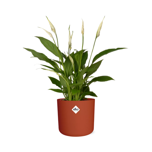 Spathiphyllum 12 Cm Torelli Zonder Hoes in ELHO b.for soft rond 14cm brique