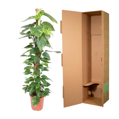 Efeutute am Moosstab – 150 cm pflegeleichte Zimmerpflanze