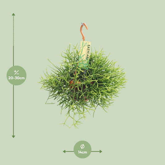 Rhipsalis Heteroclada - Ø14 ↕25