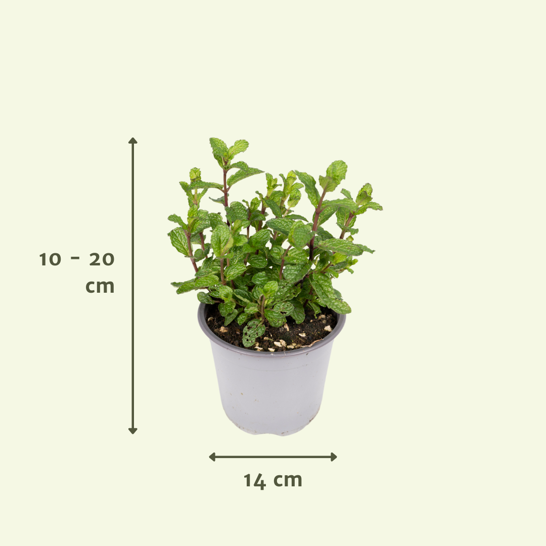 Tuinkruiden Mix (1 Stücke) - Ø14cm - ↕18cm