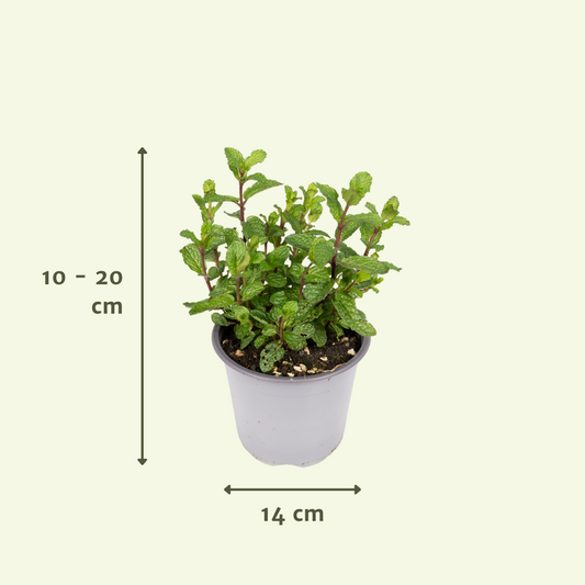 Tuinkruiden Mix (1 Stücke) - Ø14cm - ↕18cm