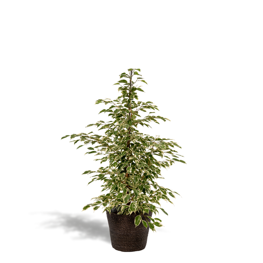 Ficus benjamina Twilight - Ø21cm - ↕95cm + Korb Igmar