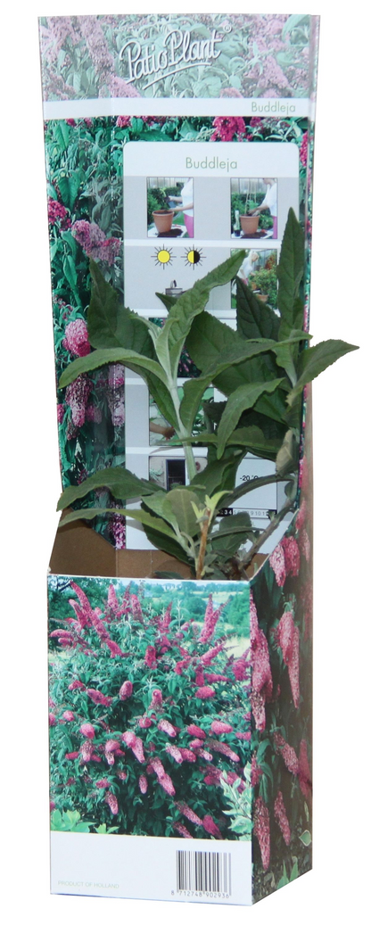 20x Buddleja Davidii Mix