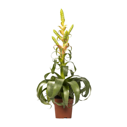 Tillandsia Samantha - Ø12cm - ↕55cm
