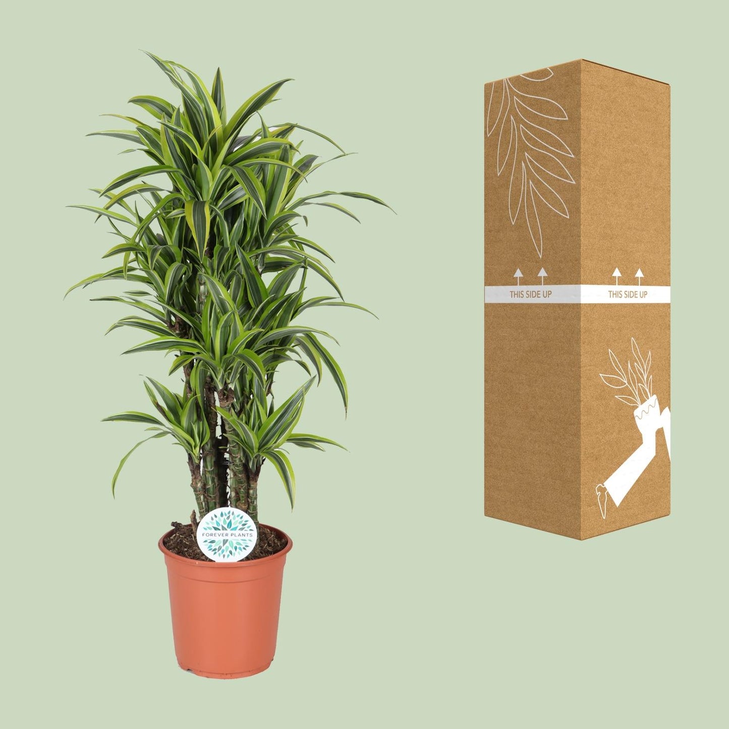 Dracaena Deremensis Lemon Lime - Ø24cm - ↕120cm