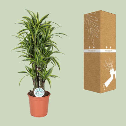 Dracaena Deremensis Lemon Lime - Ø24cm - ↕120cm