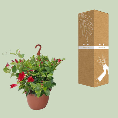 Sundaville Hanging Basket Tricolor - Ø25cm - ↕50cm