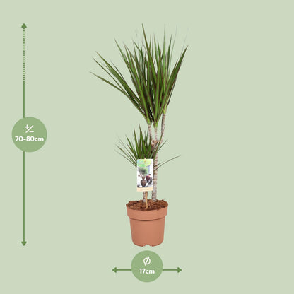 Dracaena Marginata - Ø17cm - ↕75cm