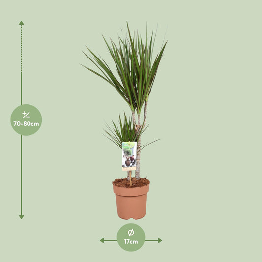 Dracaena Marginata - Ø17cm - ↕75cm