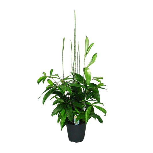 Dracaena Surculosa - Ø17cm - ↕60cm