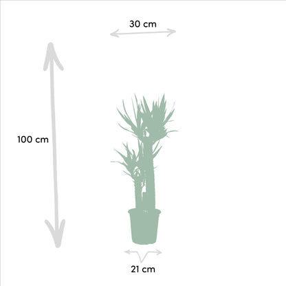 Goldfruchtpalme & Palmlilie Set – Luftreinigend, 100-130 cm
